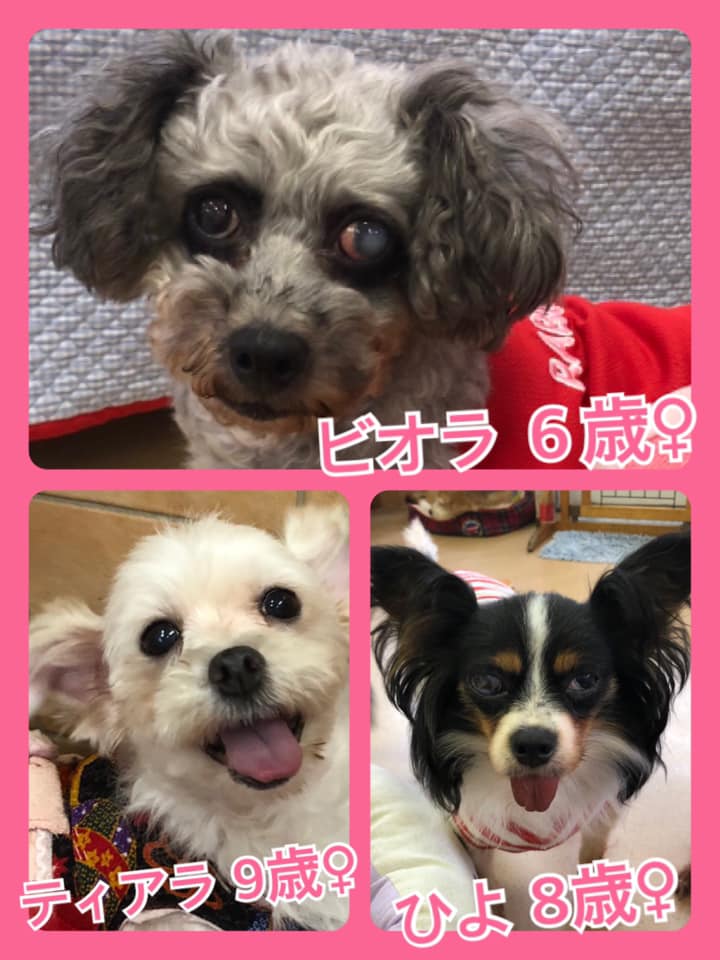 🐾今日の里親様募集中ワンコ🐶メンバーです🐾2020,8,3